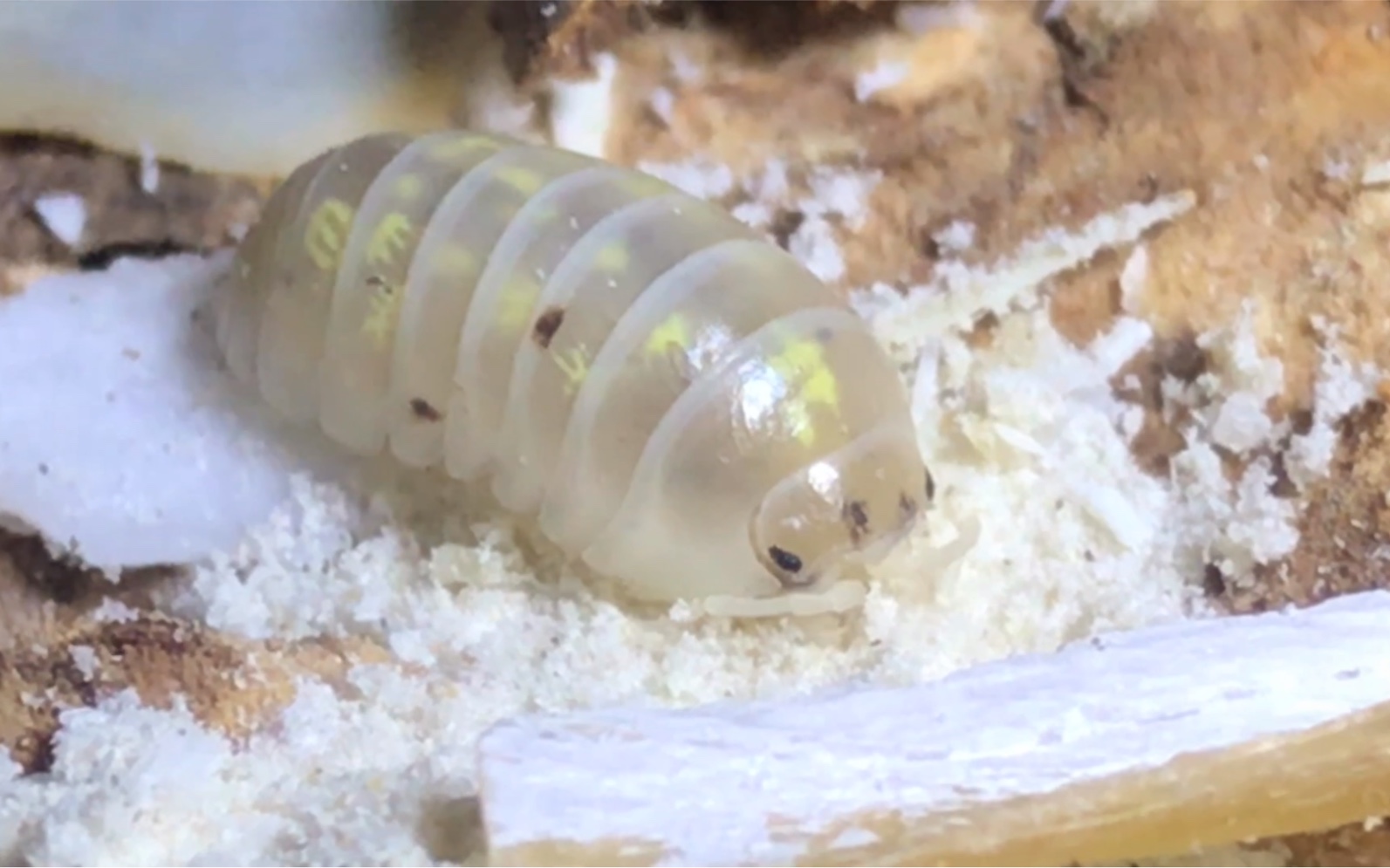 鼠妇 magic potion 补钙 喂食