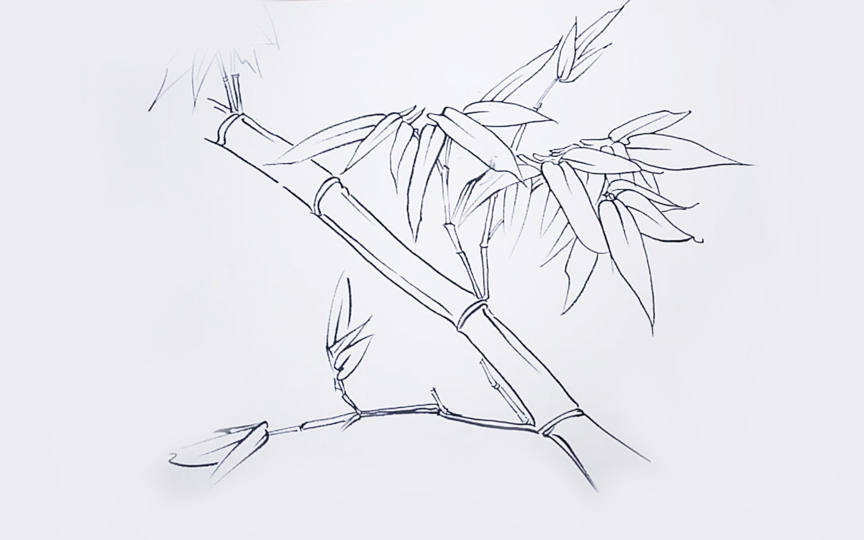 学习画工笔竹子,先从它们的白描形态开始