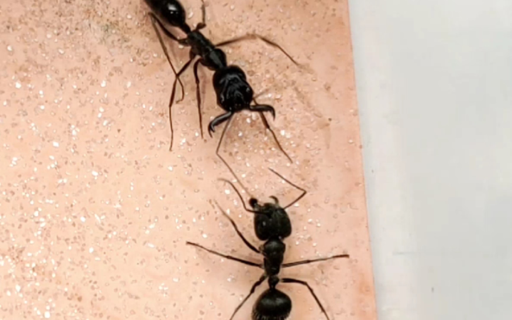 sp.大齿猛蚁vs沃斯曼弓背蚁