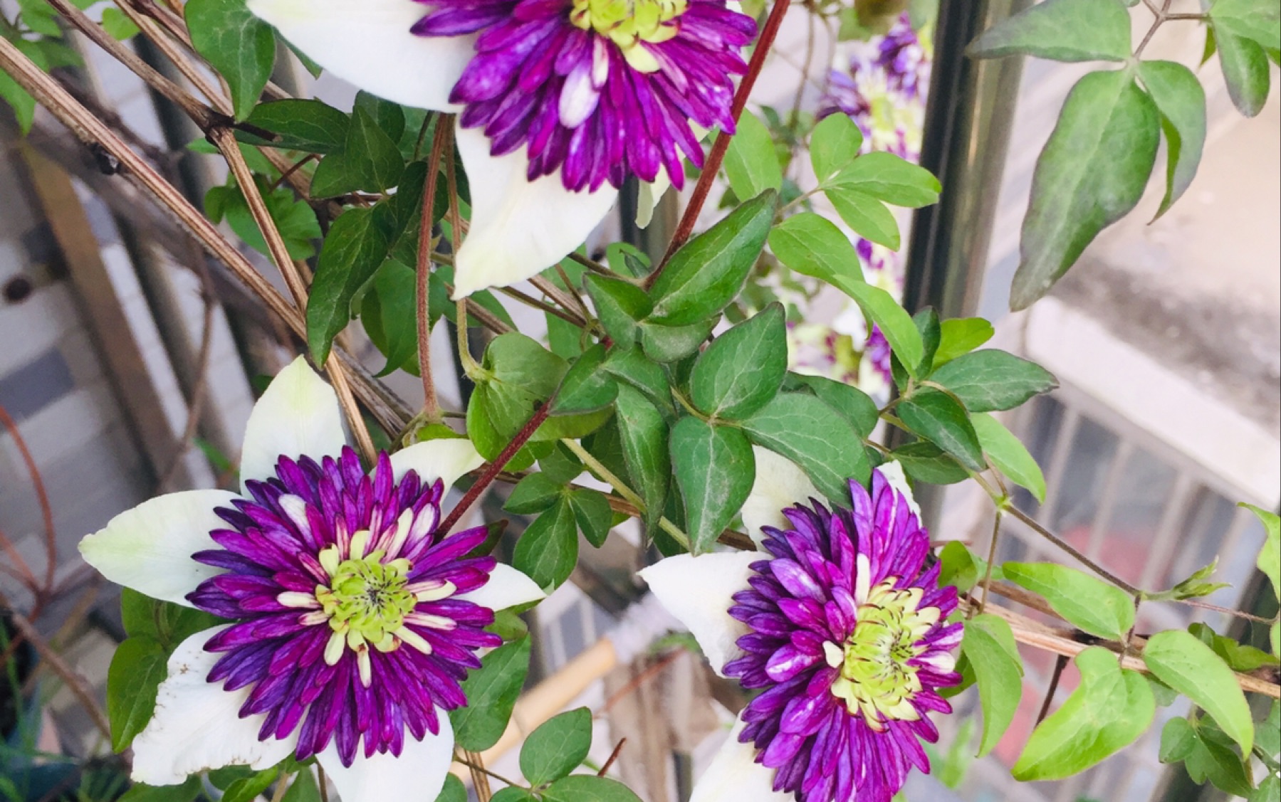 活动  晚花铁线莲—新幻紫,小绿