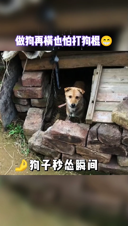 [图]狗狗在横也怕打狗棍 看狗狗秒怂瞬间