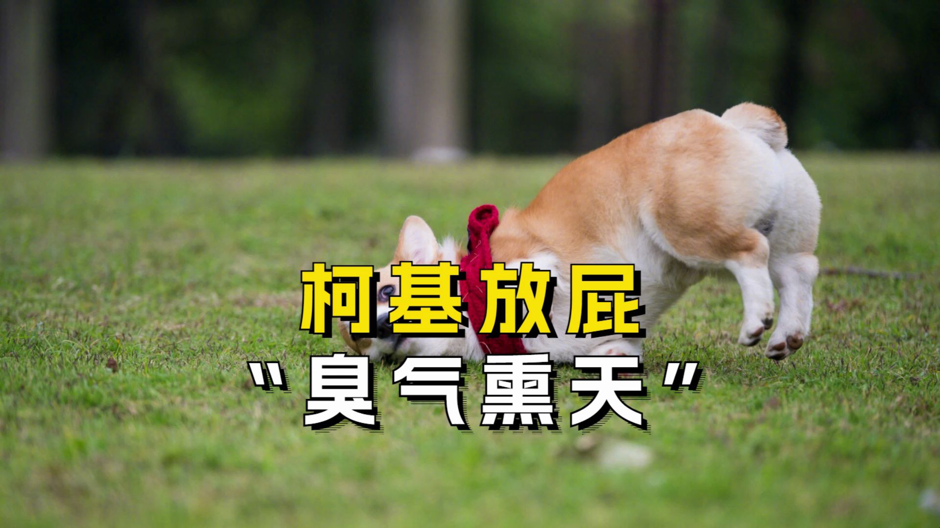 柯基放臭屁,是什么体验!