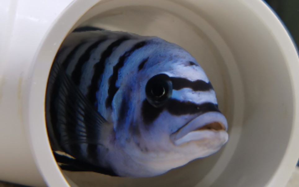 三湖慈鲷鱼我家大骷髅的日常出镜