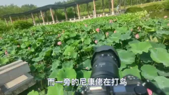 Descargar video: 尼康佬在荷花池边能拍到些什么