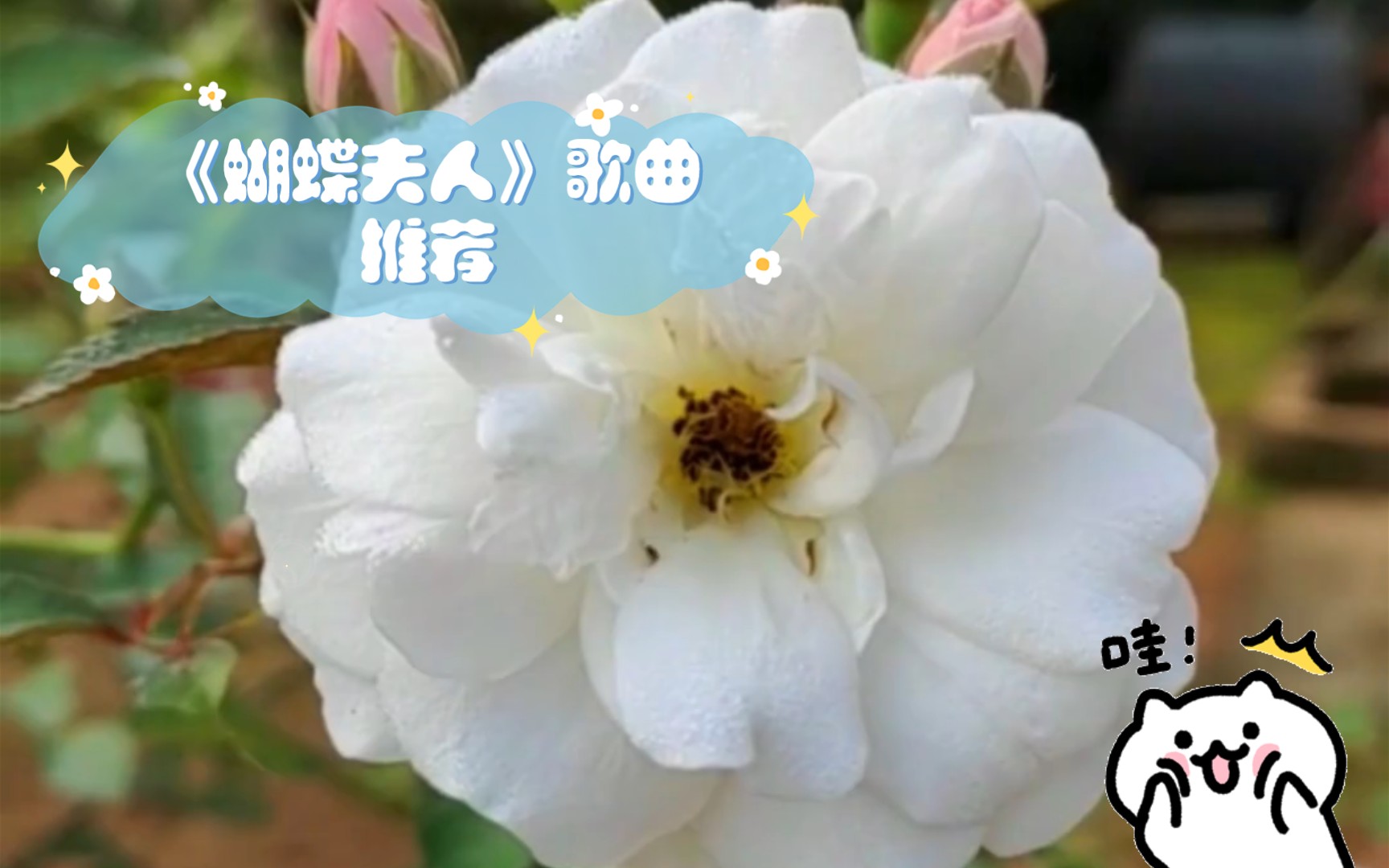 《蝴蝶夫人》歌曲推荐