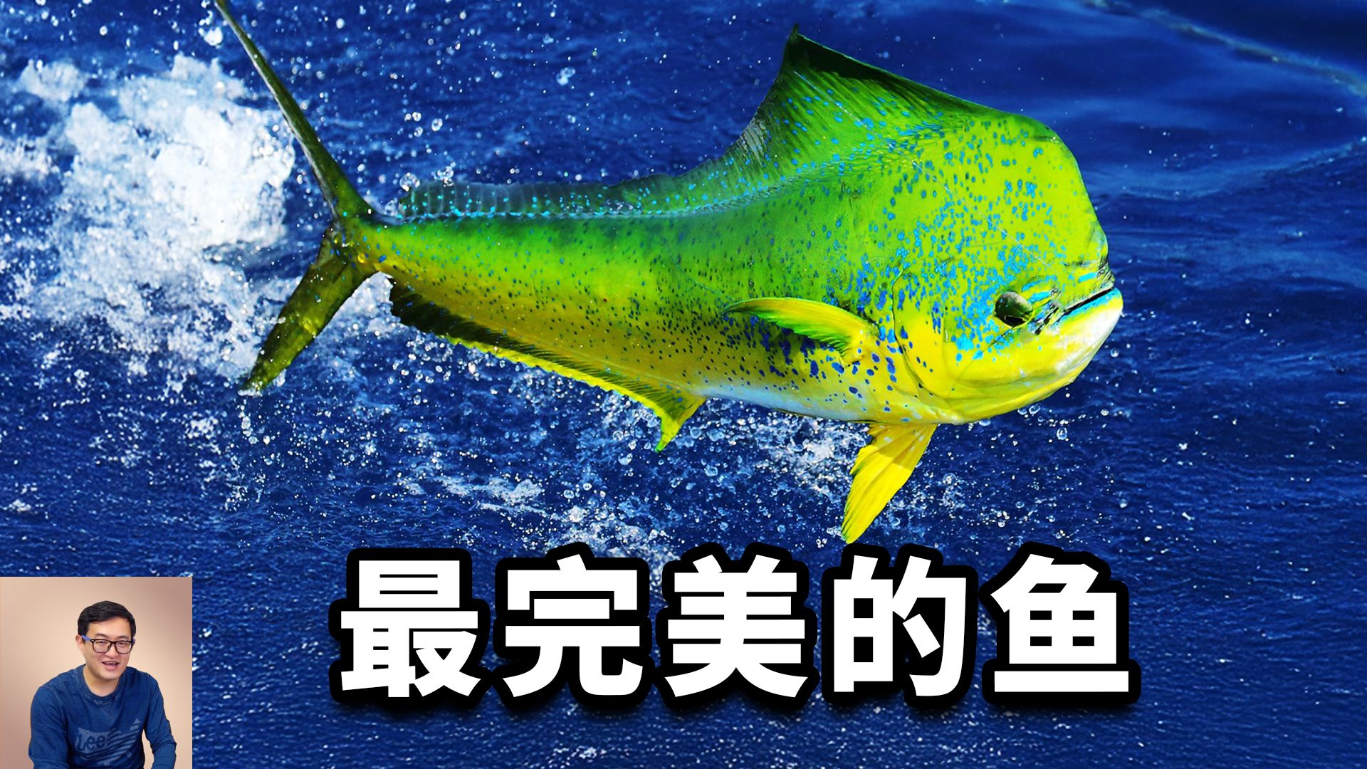 为什么说鬼头刀是最完美的鱼?超华丽变色的真相,所有钓鱼迷的梦想,飞鱼的一生之敌——鲯鳅-老肉杂谈-老肉杂谈-哔哩哔哩视频