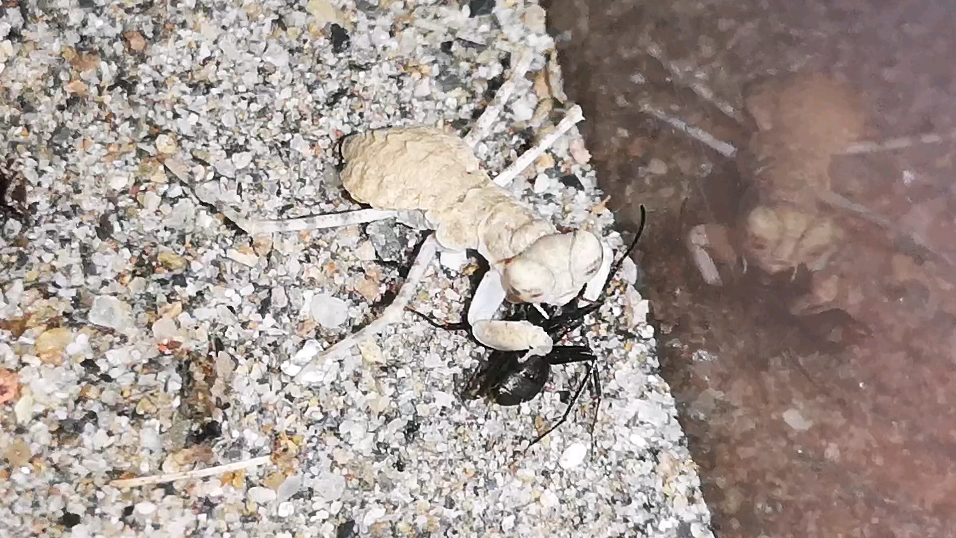 沙漠螳螂杀害日本弓背蚁