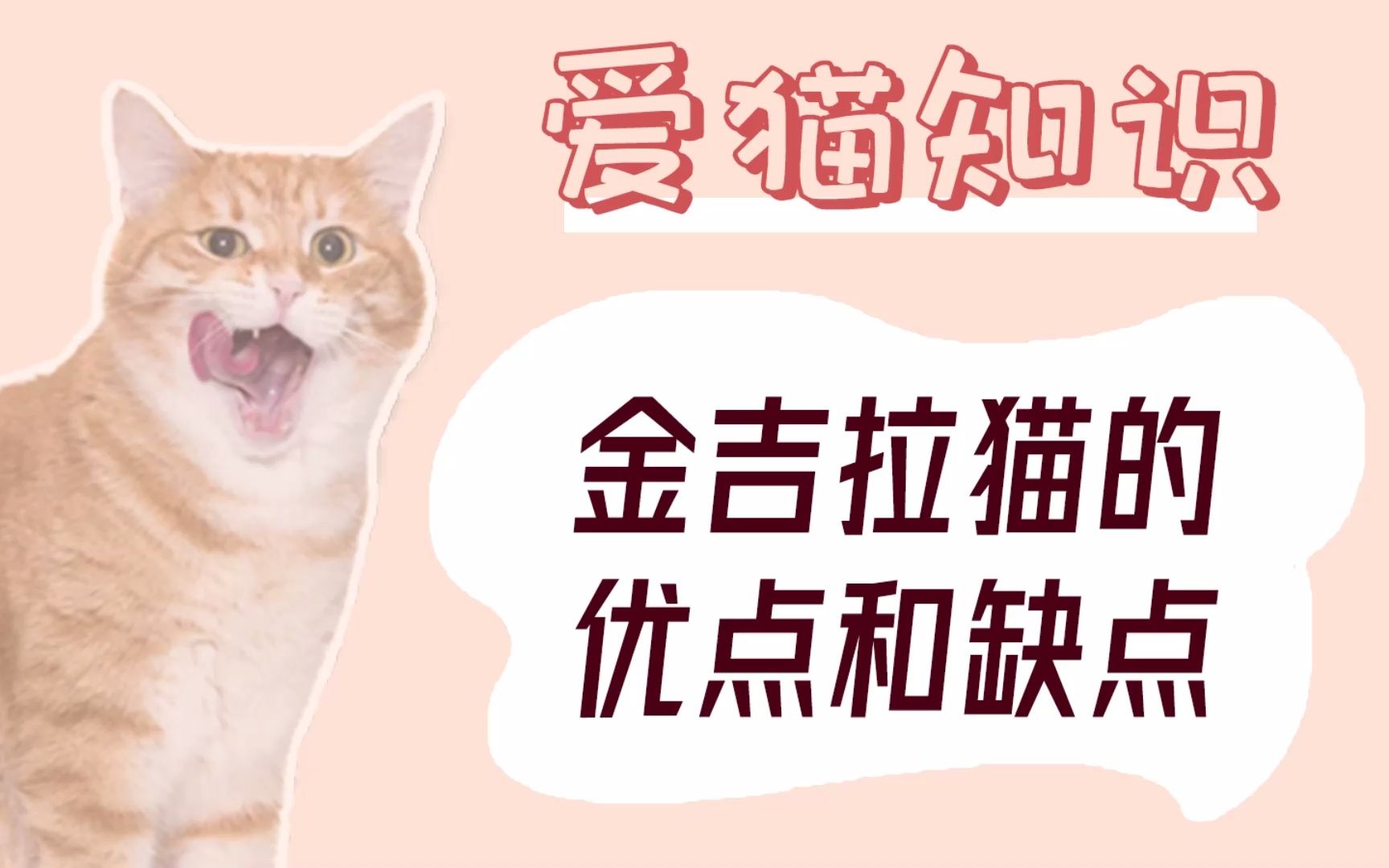 金吉拉猫有什么优点和缺点哔哩哔哩bilibili