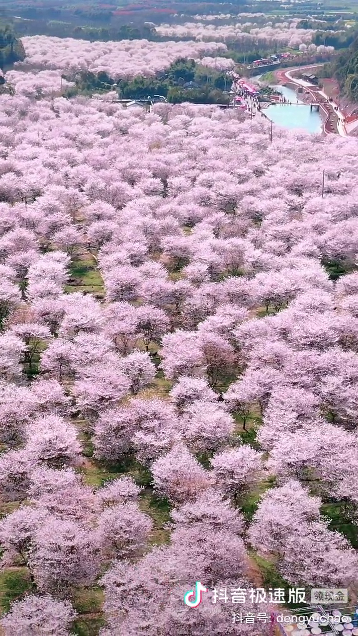 张村樱花谷花期图片