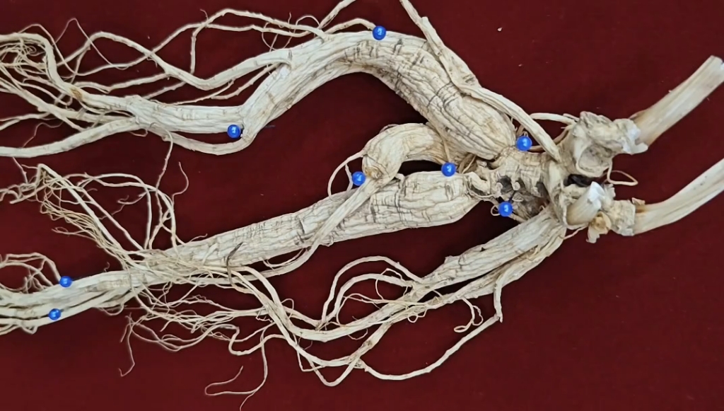 林下参双芦头奇货,干参46克