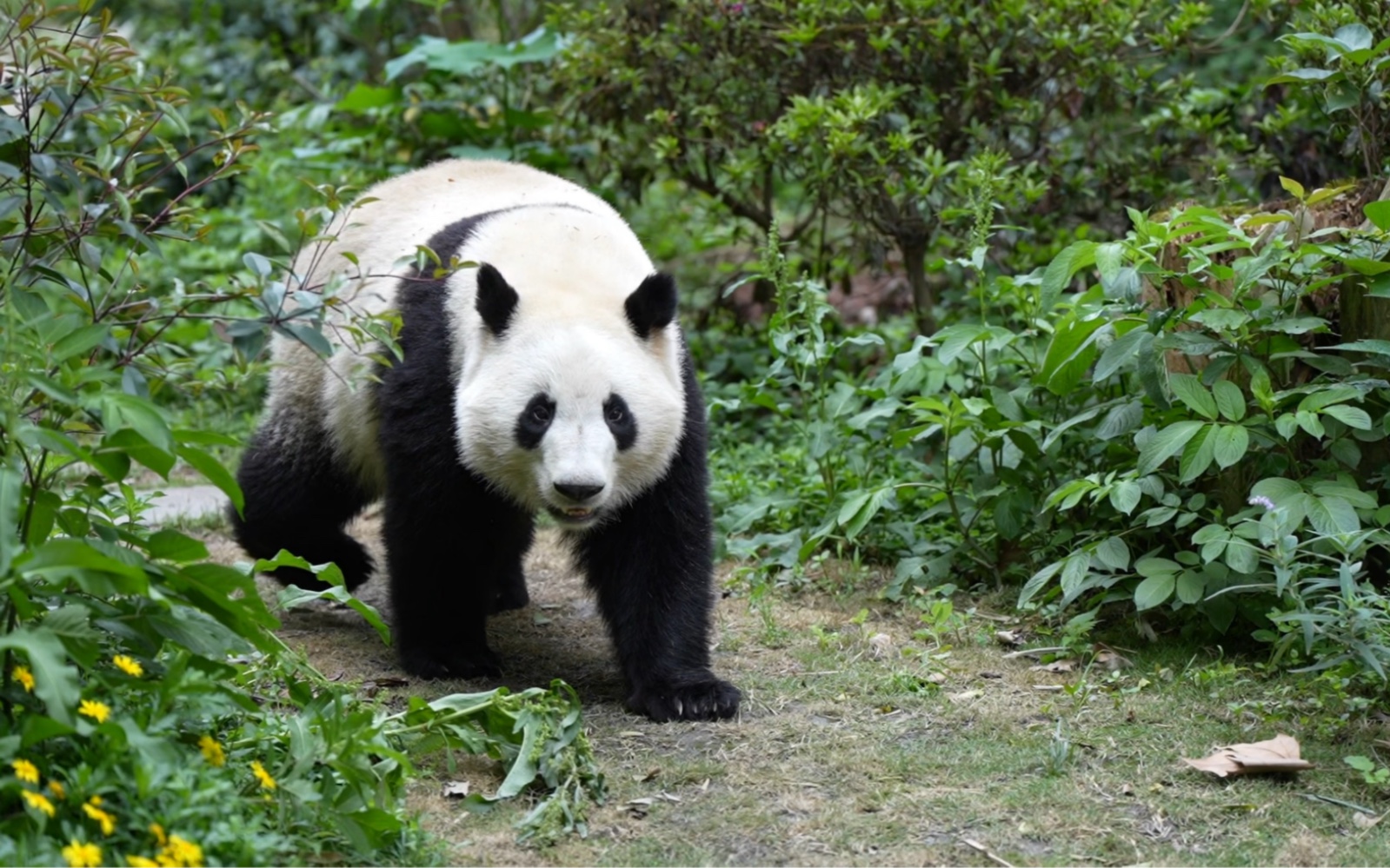 【大熊猫和叶】终于也用上了叶子的专属bgm