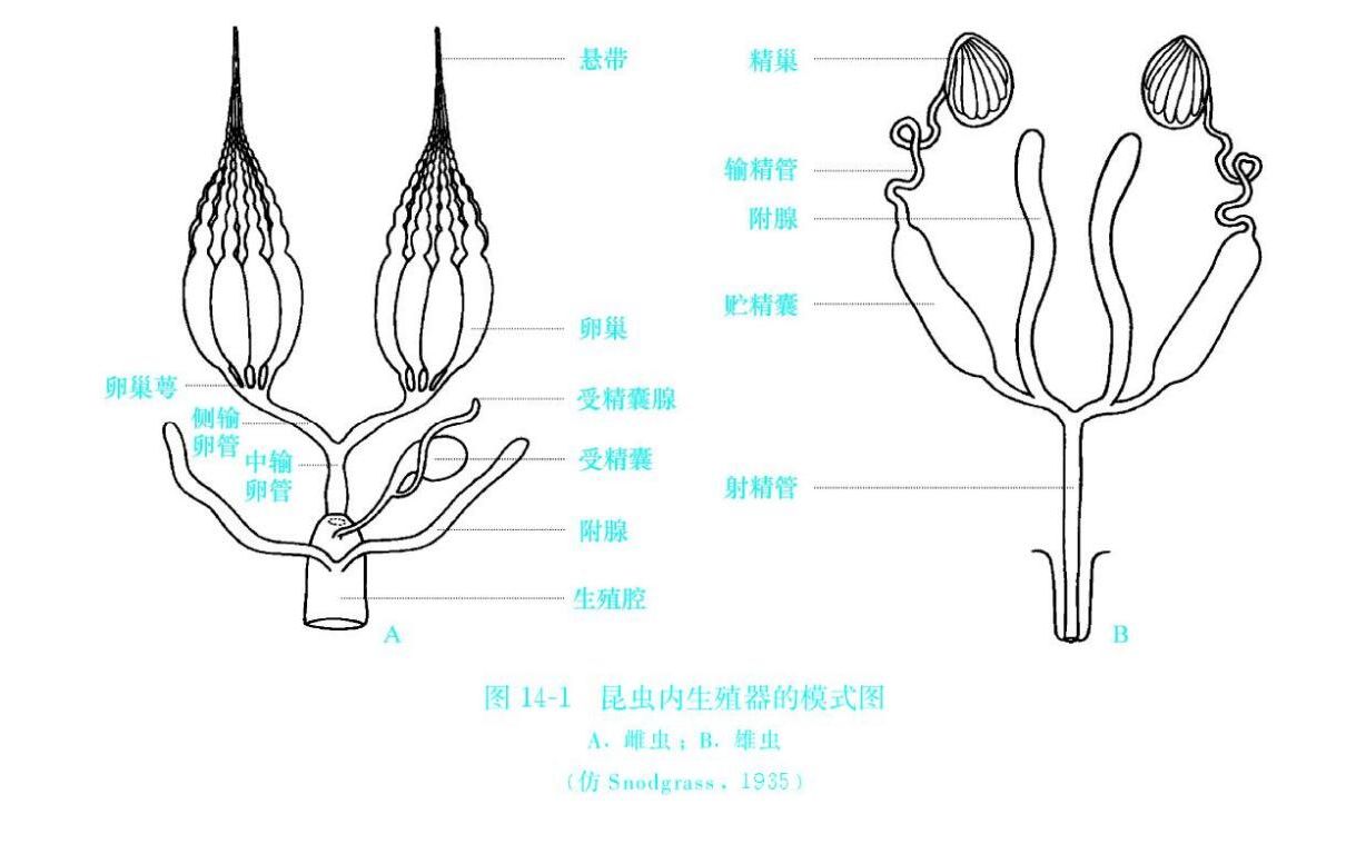 【普通昆虫学】23:生殖系统哔哩哔哩bilibili