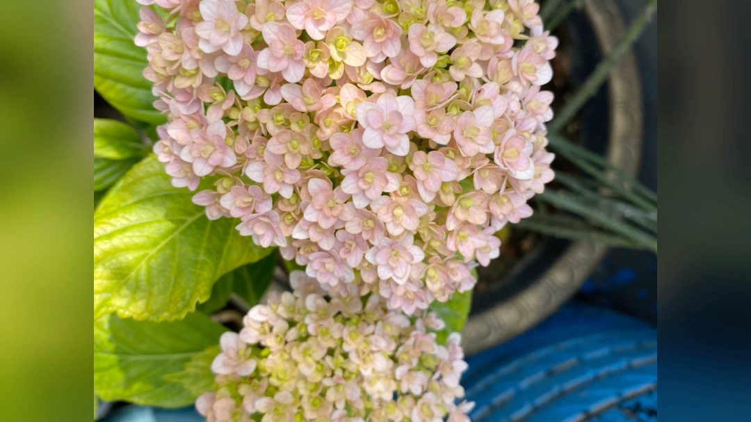 欧洲木绣球,绣球,圆锥绣球