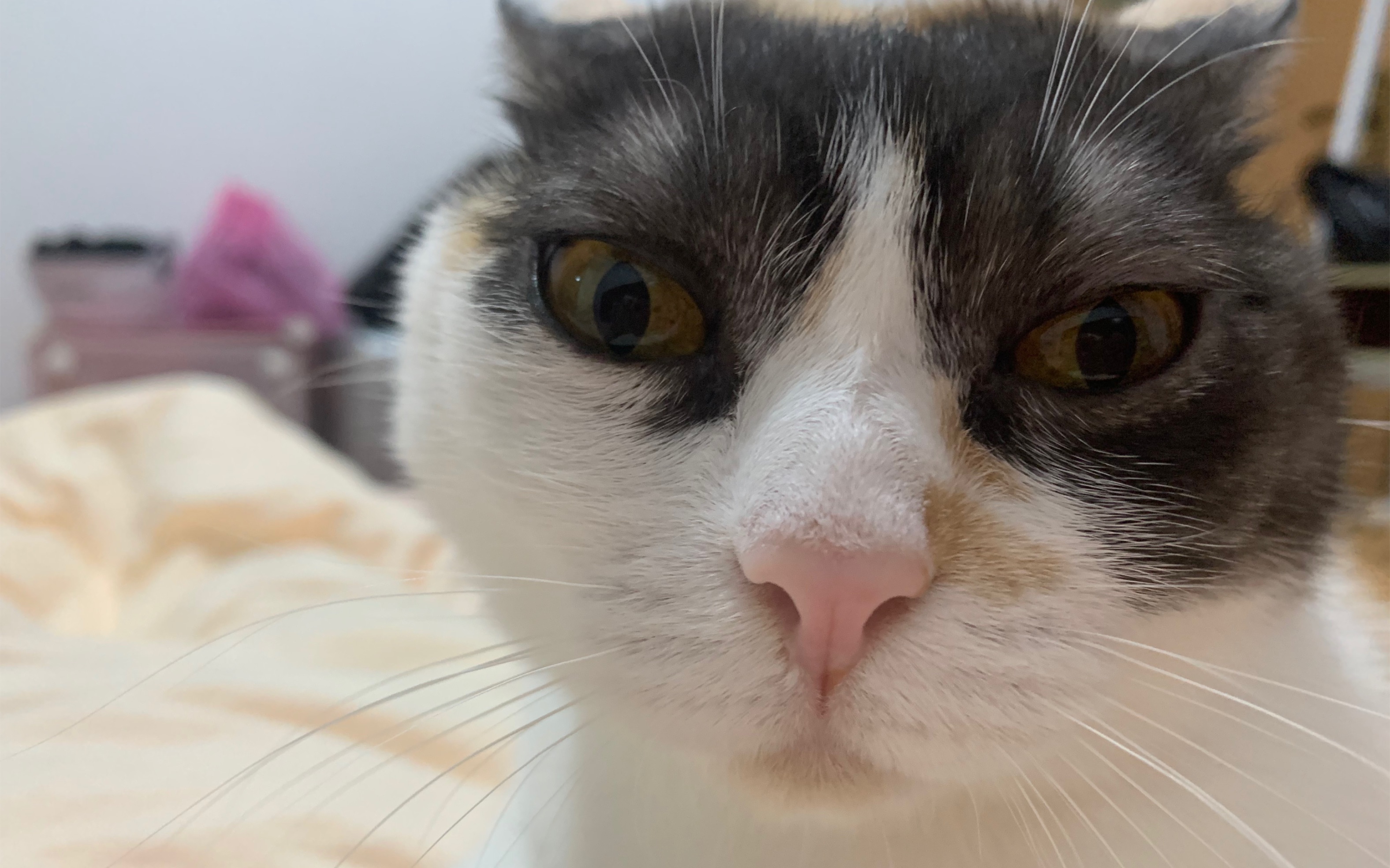 智慧猫咪版 双世宠妃