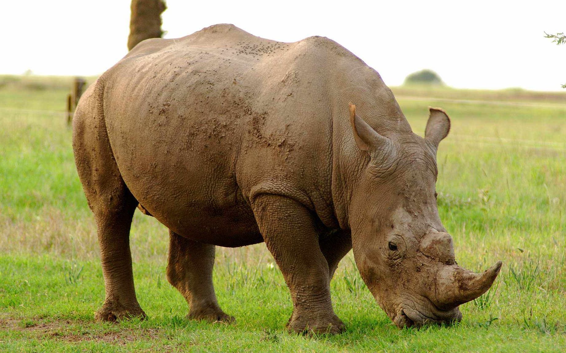 【xyz/动物园大亨2】xyz的动物园第五期:南白犀展