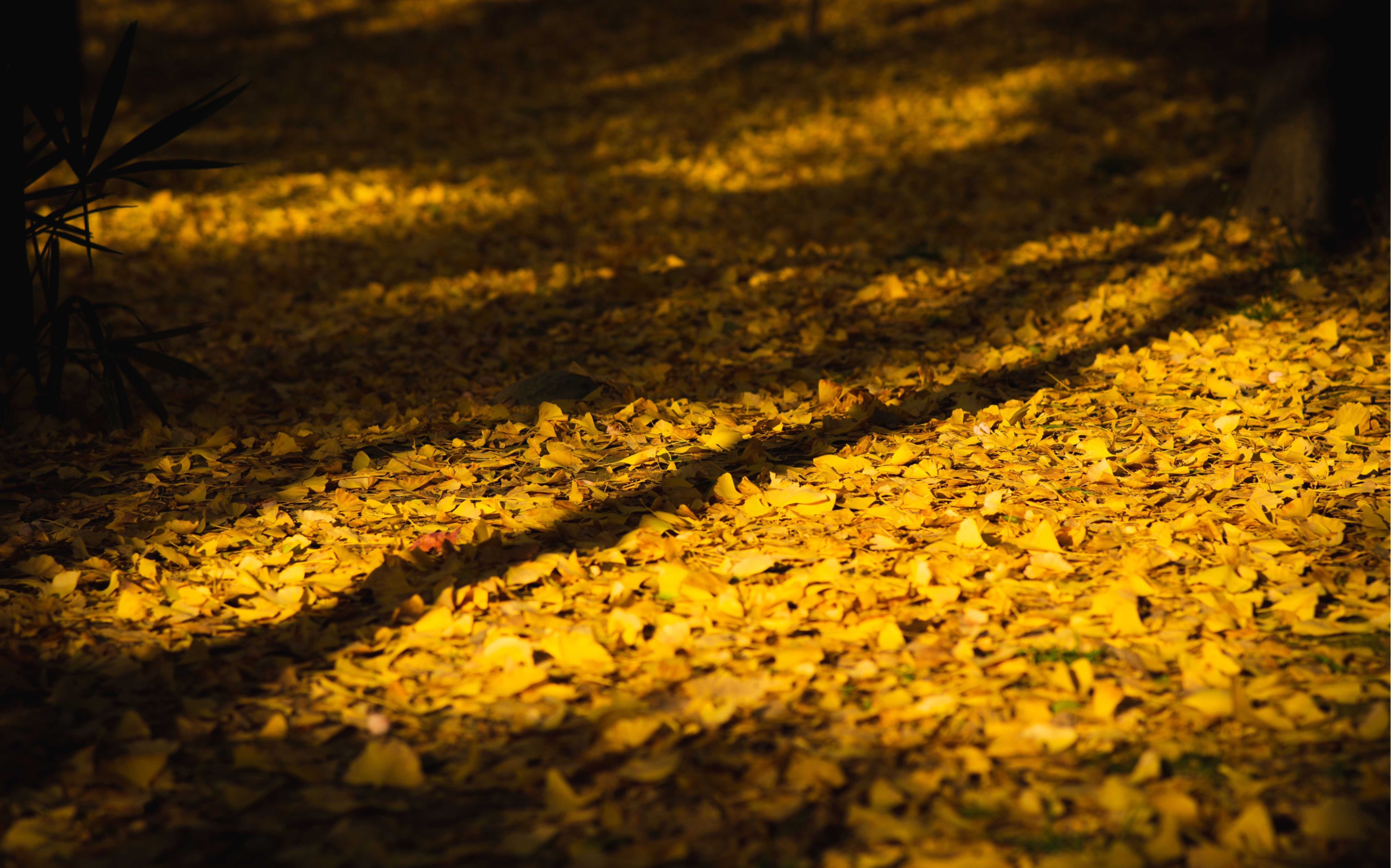 练习拍照,今天去了植物园,还是不敢怼陌生人拍啊,有跟我一样的小伙伴