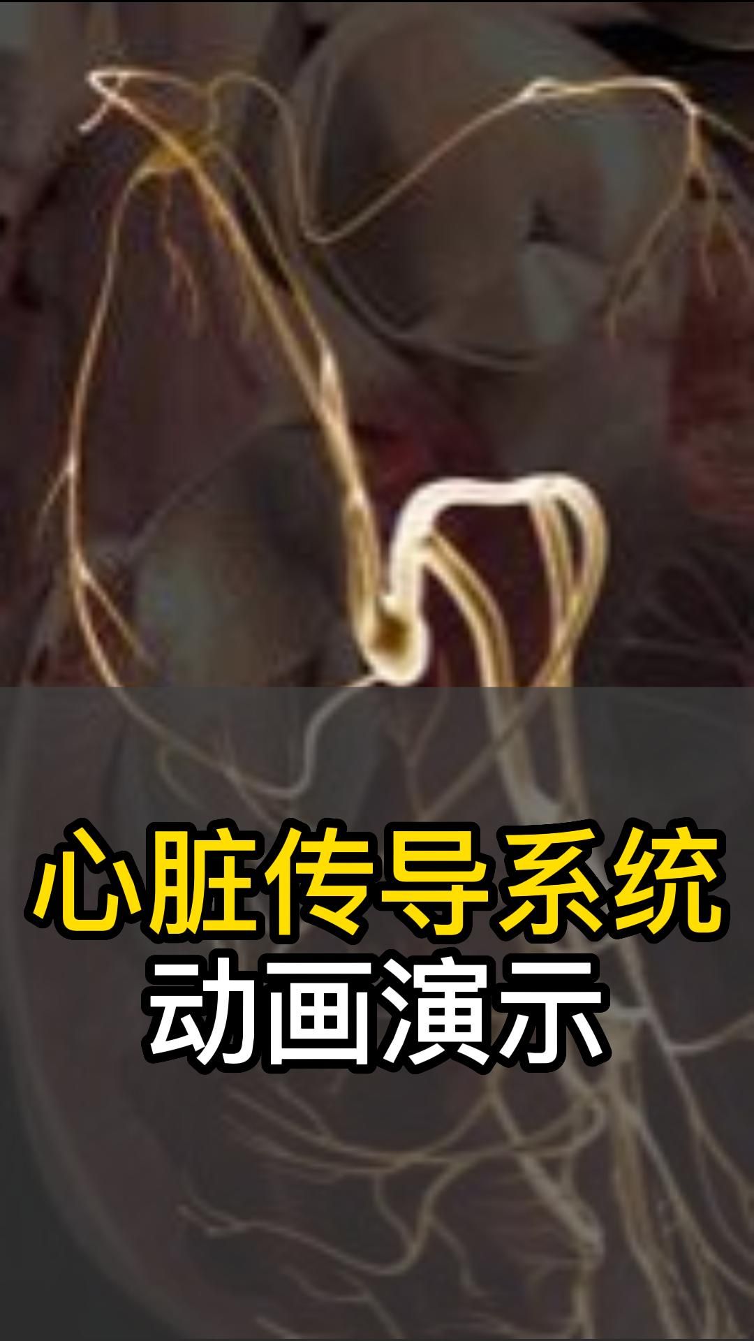 心脏传导系统动画演示哔哩哔哩bilibili