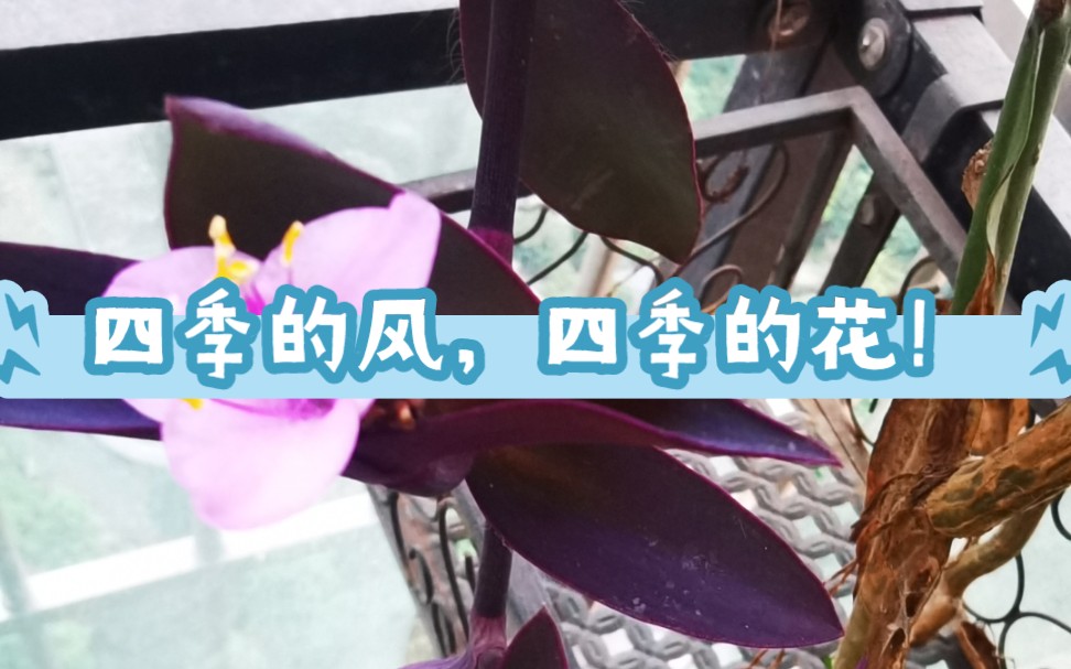 四季的风,四季的花!哔哩哔哩bilibili