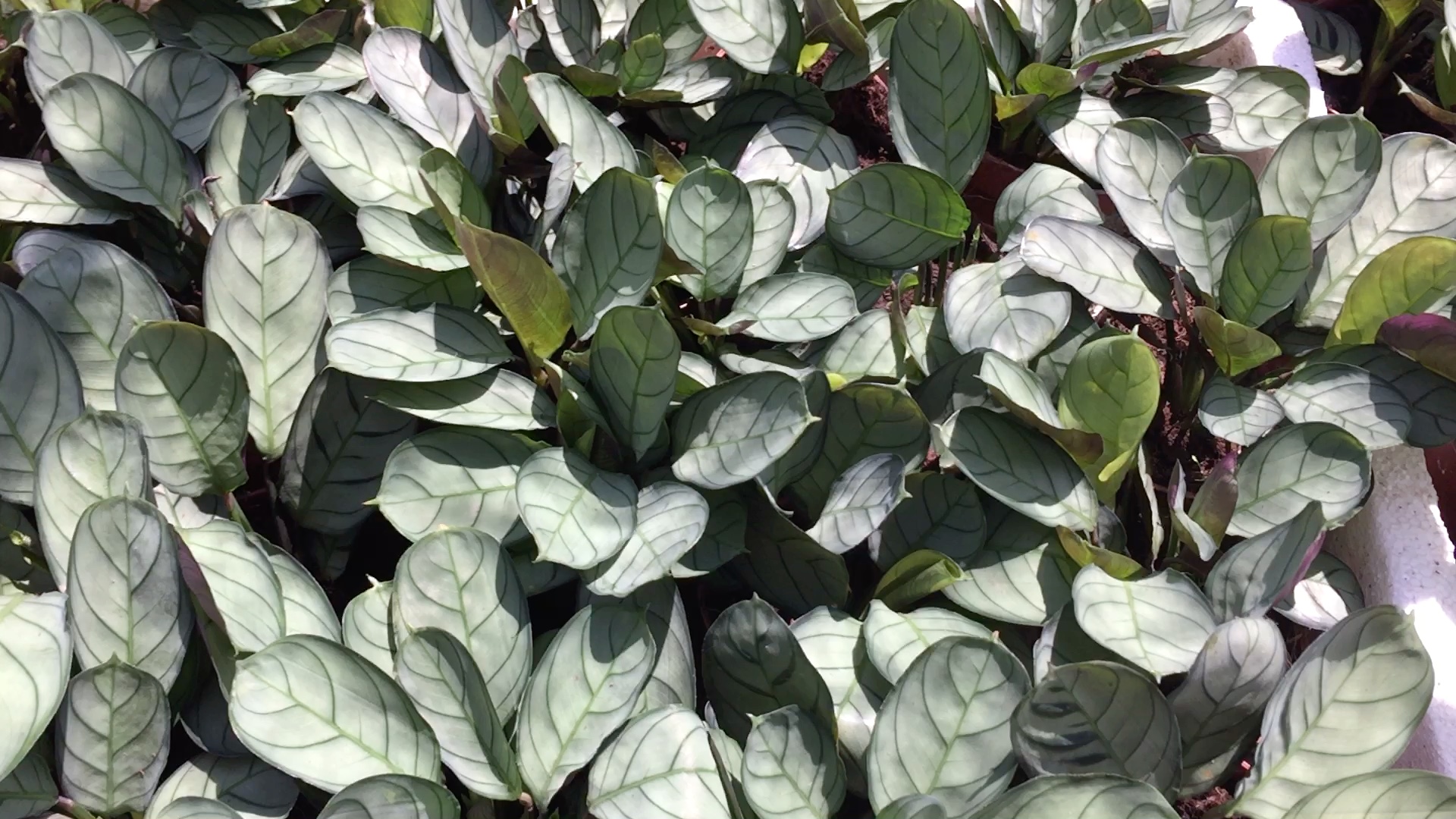 银纹竹芋_哔哩哔哩 (゜-゜)つロ 干杯~-bilibili