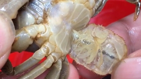 把52度白酒倒入田螺里 寄生虫自动跑出来 一起来看看长什么样 哔哩哔哩 つロ干杯 Bilibili