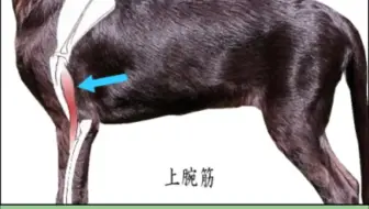 犬尻 骨格と筋肉解剖図 哔哩哔哩 Bilibili