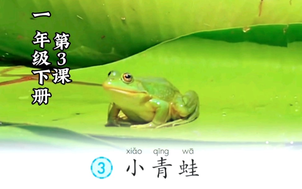 一年级语文下册第3课《小青蛙》课文朗读,小朋友们,跟着反复读一读吧!哔哩哔哩bilibili