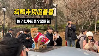 Download Video: 团宠橘猫善喜，除了社牛之外还是个显眼包，不愧为鸡鸣寺顶流啊！