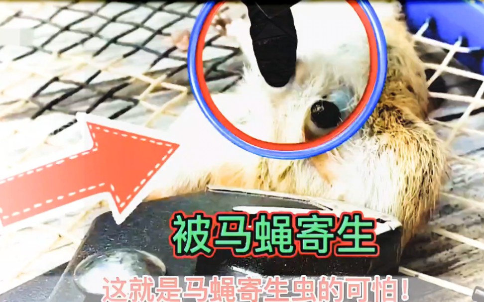 惊心动魄!松鼠遭马蝇寄生,看好心人如何巧妙解救!