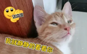 Video herunterladen: 小猫咪的事情，你不要问！