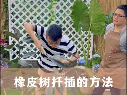 下载视频: 橡皮树正确的扦插方法