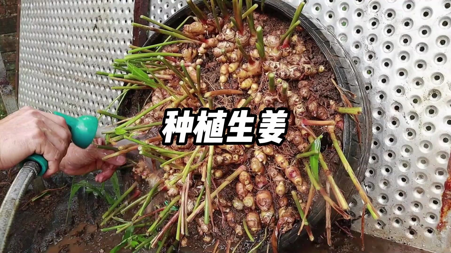 如何在家种植生姜,简单几步教会你,阳台小院均可种植哔哩哔哩bilibili