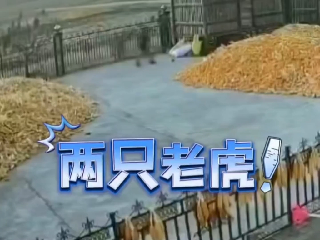 老虎伤人新闻(老虎伤人的事件当事人是谁)