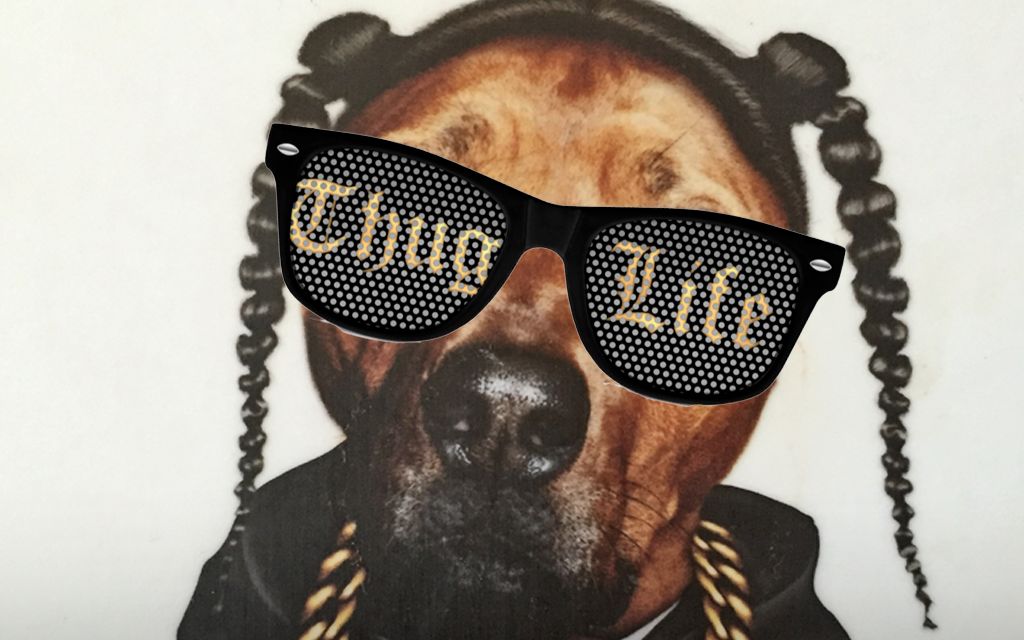 【thug life】汪星人表示:老虎豹子是啥?(内附猫片)