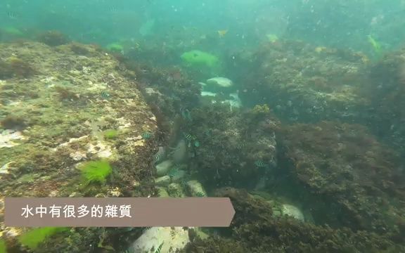 海钓矶钓,带你近距离观看钓点水下实景,钓况鱼情一目了然哔哩哔哩bilibili