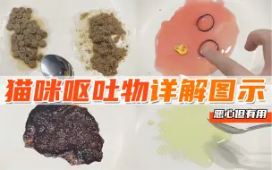 恶心但有用-猫咪呕吐详解图示