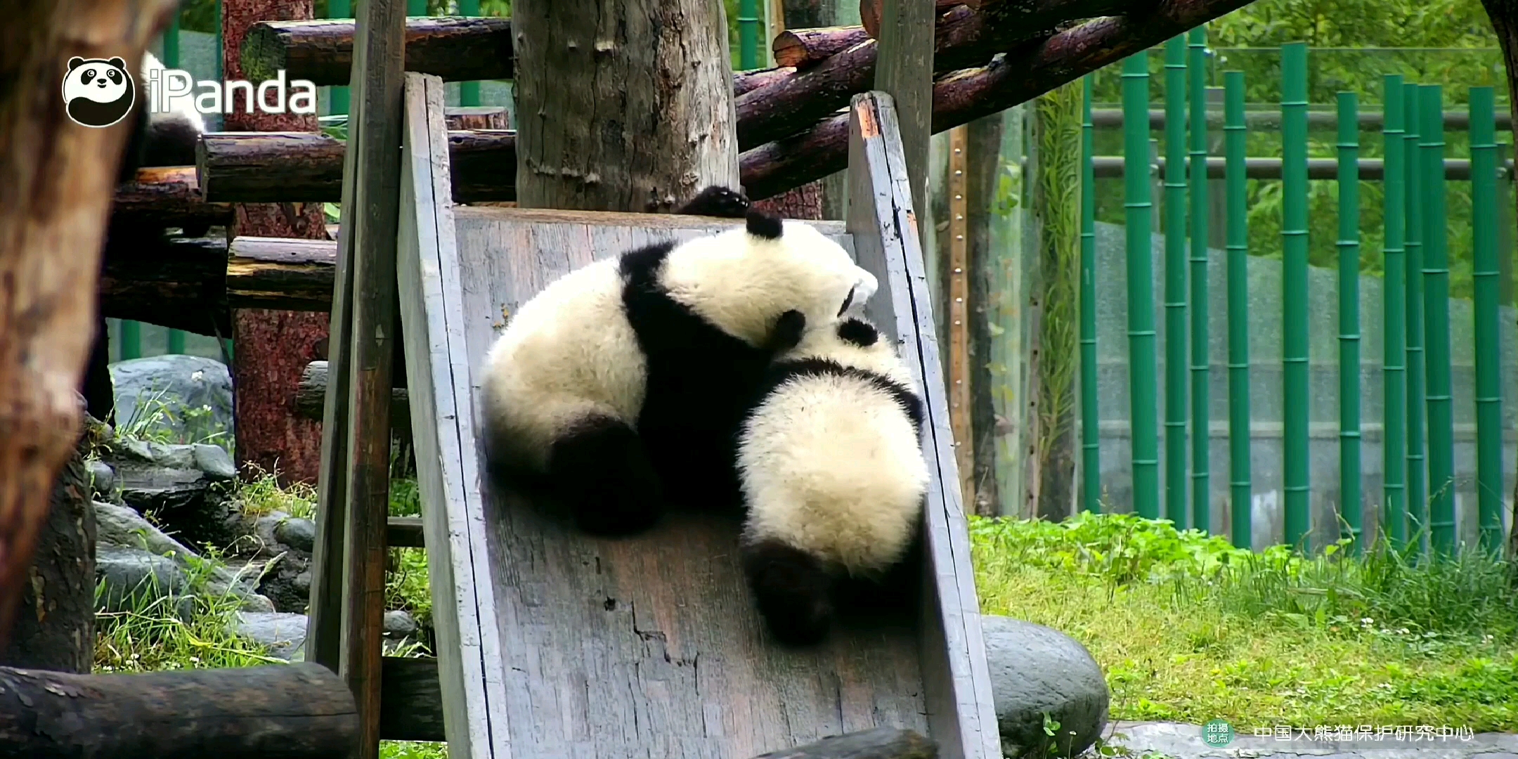 乔六兜兜和爱莲或雅雅,玩滑梯,小屁股一扭一扭的