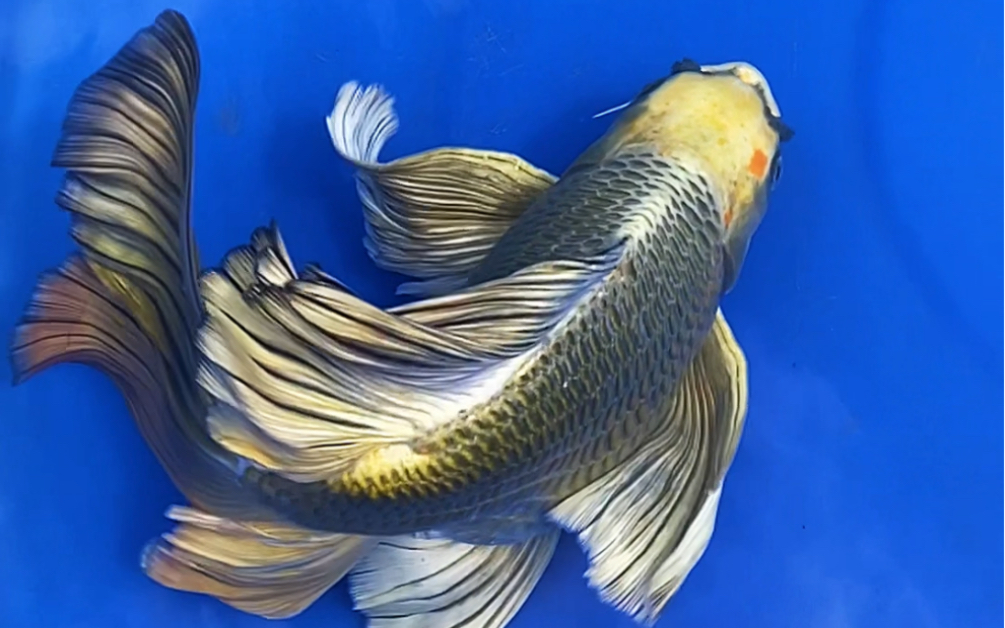 今年的主力熊猫蝴蝶鲤种鱼,准备生产!