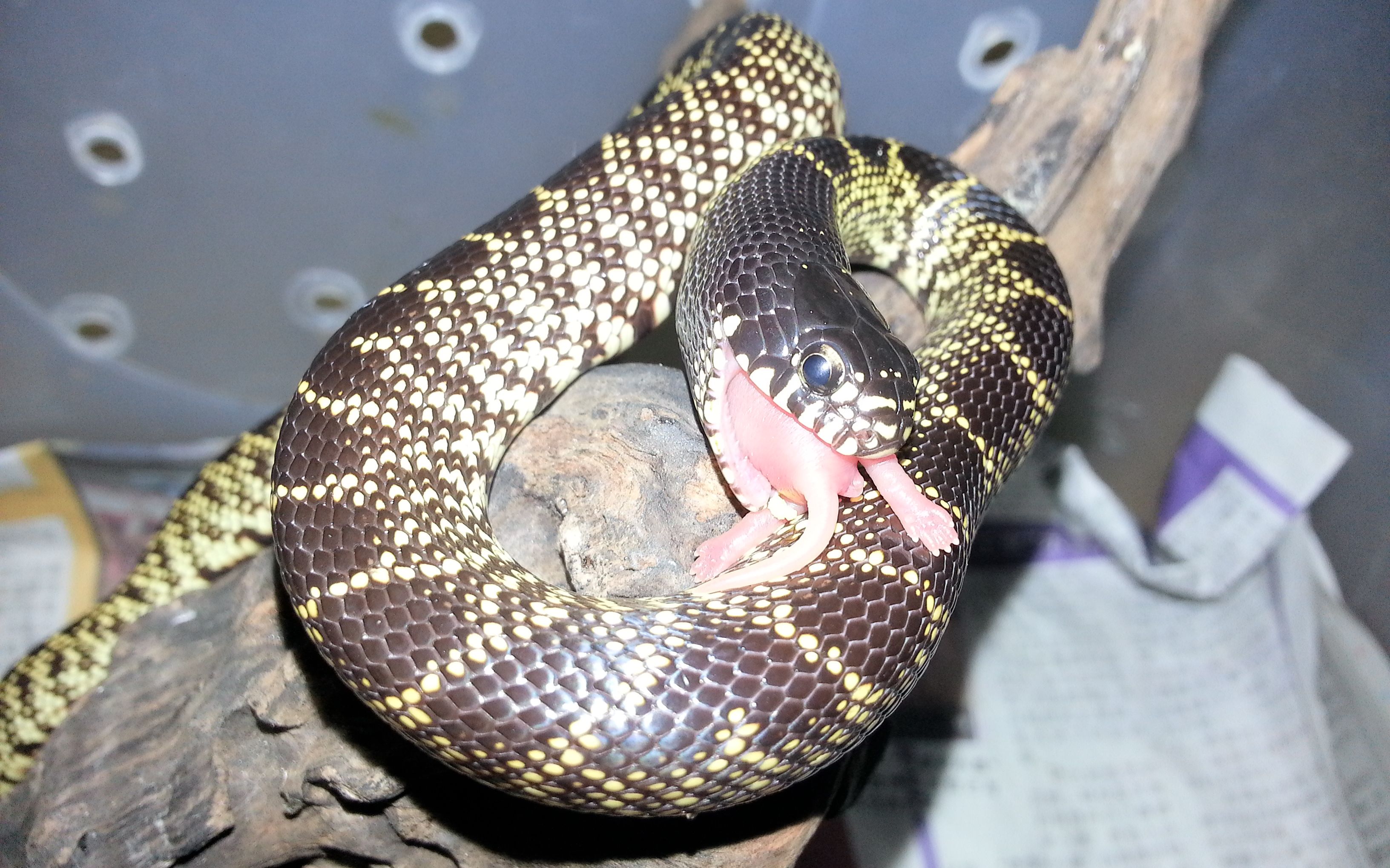 沙漠王蛇喂食_哔哩哔哩 (゜-゜)つロ 干杯~-bilibili