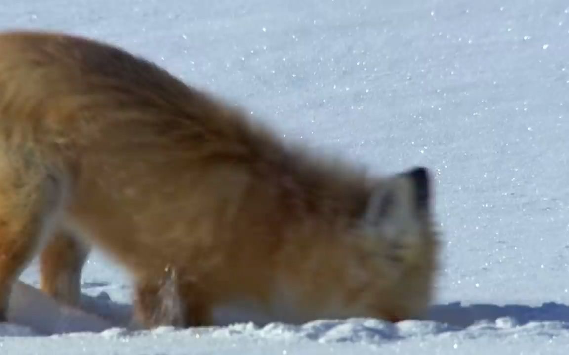 [图]【稀奇动物】狐狸一头扎进雪