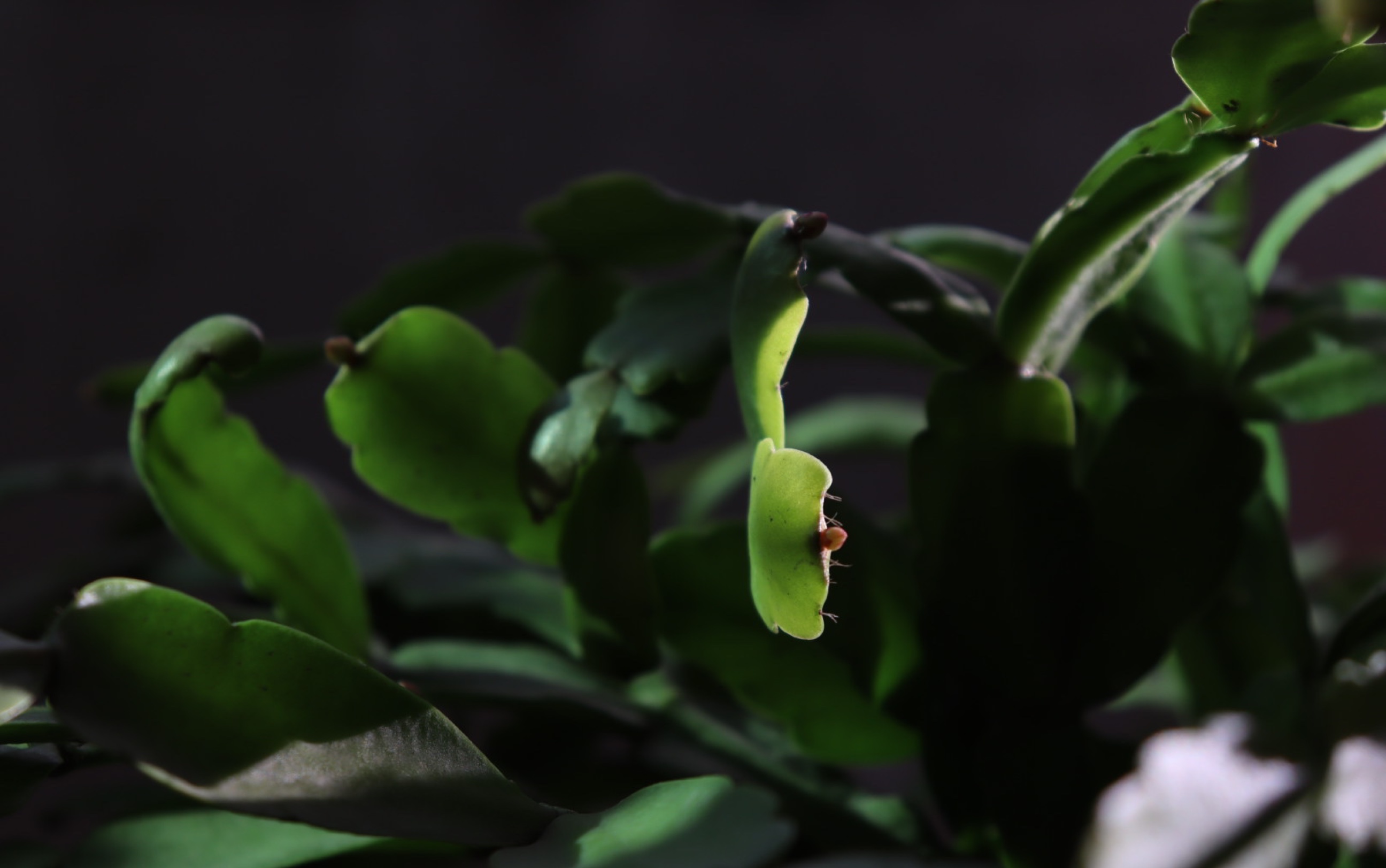 一组静态植物摄影,求观者指点一二