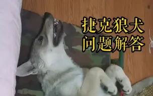 Descargar video: 关于捷克狼犬，你想了解的都在这里