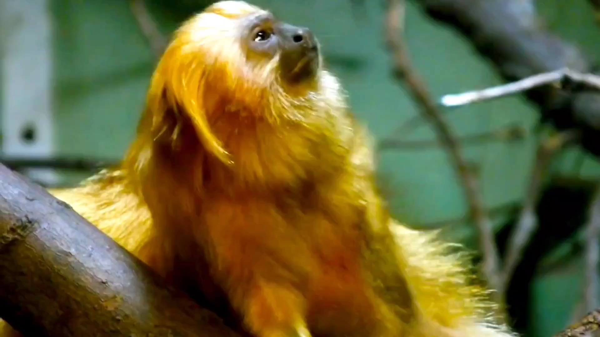 金狮面狨:也叫金狨,金色毛发与狮面风采