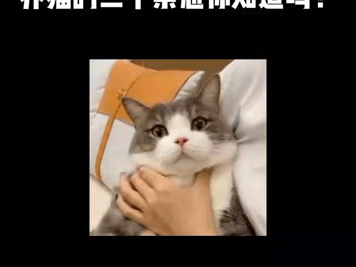 395 养猫的禁忌你知道吗?铲屎官们一定要避开的雷区你中了吗?#猫咪的日常 #铲屎官 #养猫哔哩哔哩bilibili