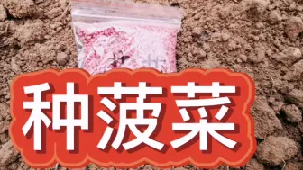 Download Video: 又到种菠菜的季节，菠菜这样种，长的旺口感好