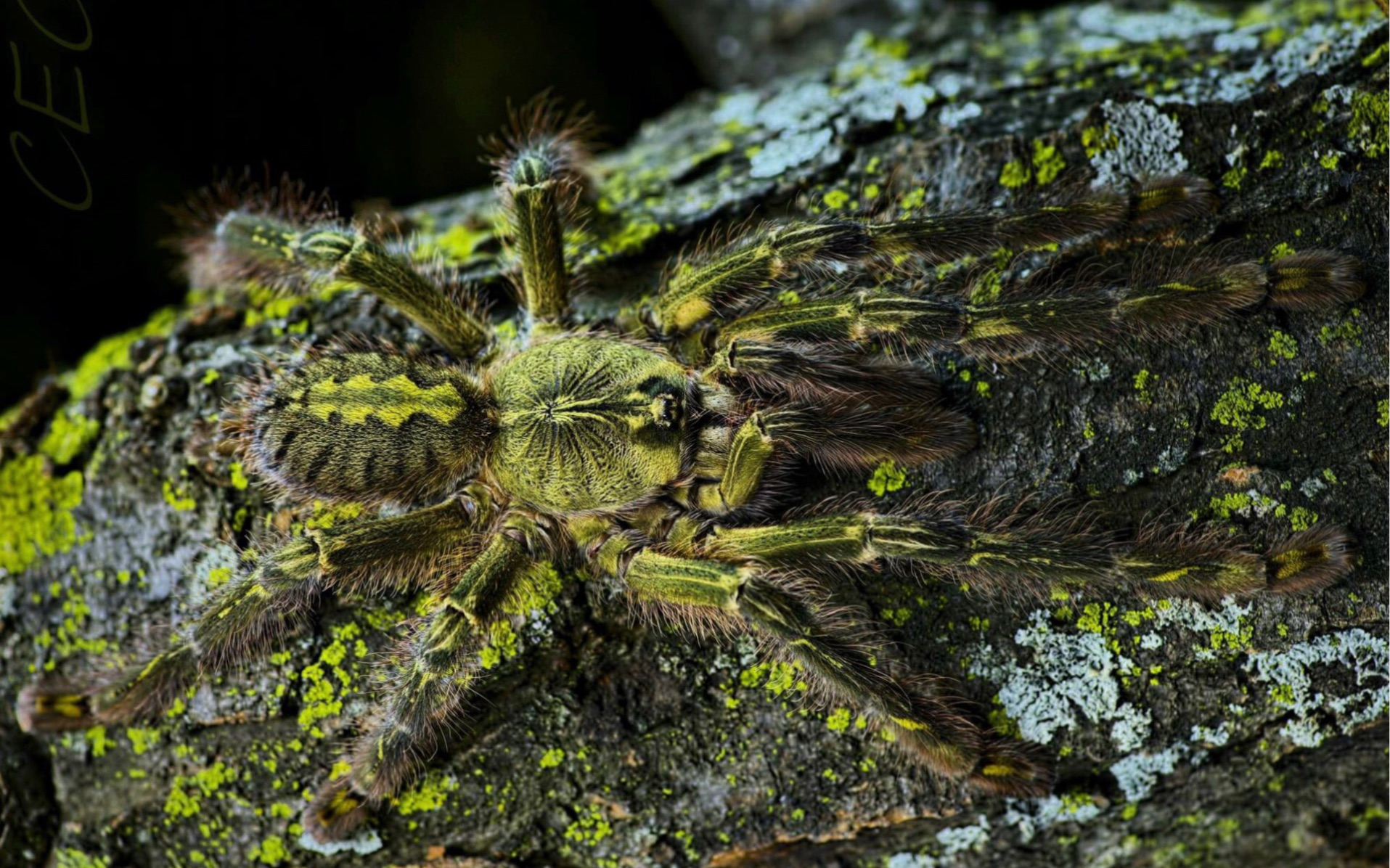 石板红华丽雨林开箱