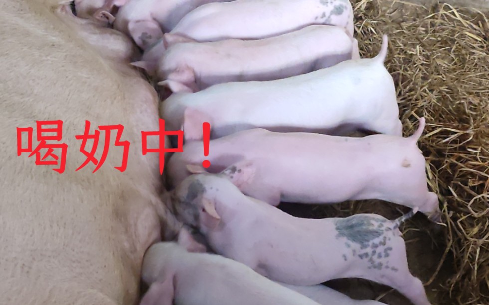 猪崽崽排队喝奶