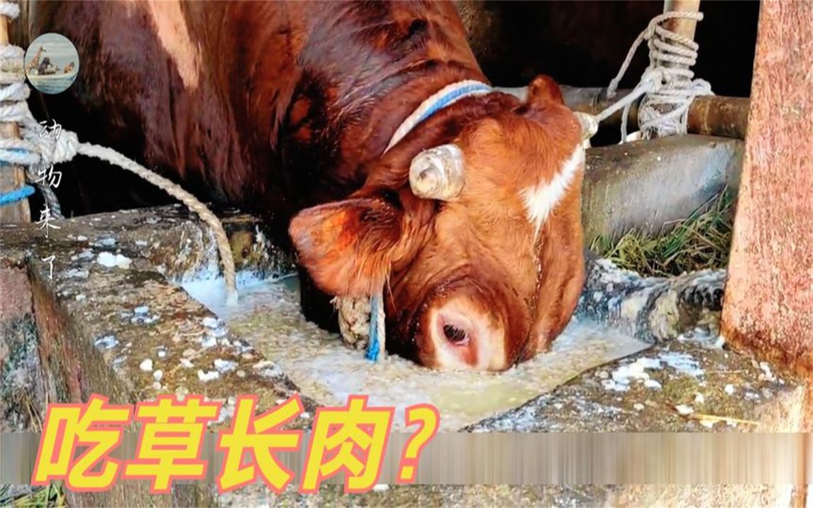 为什么牛吃草却能长一身肉,人能吃草长肉吗?草里到底有啥营养?哔哩哔哩bilibili