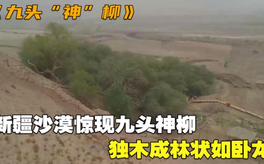 新疆沙漠惊现九头神柳独木成林状如卧龙传言底下镇压着恶龙