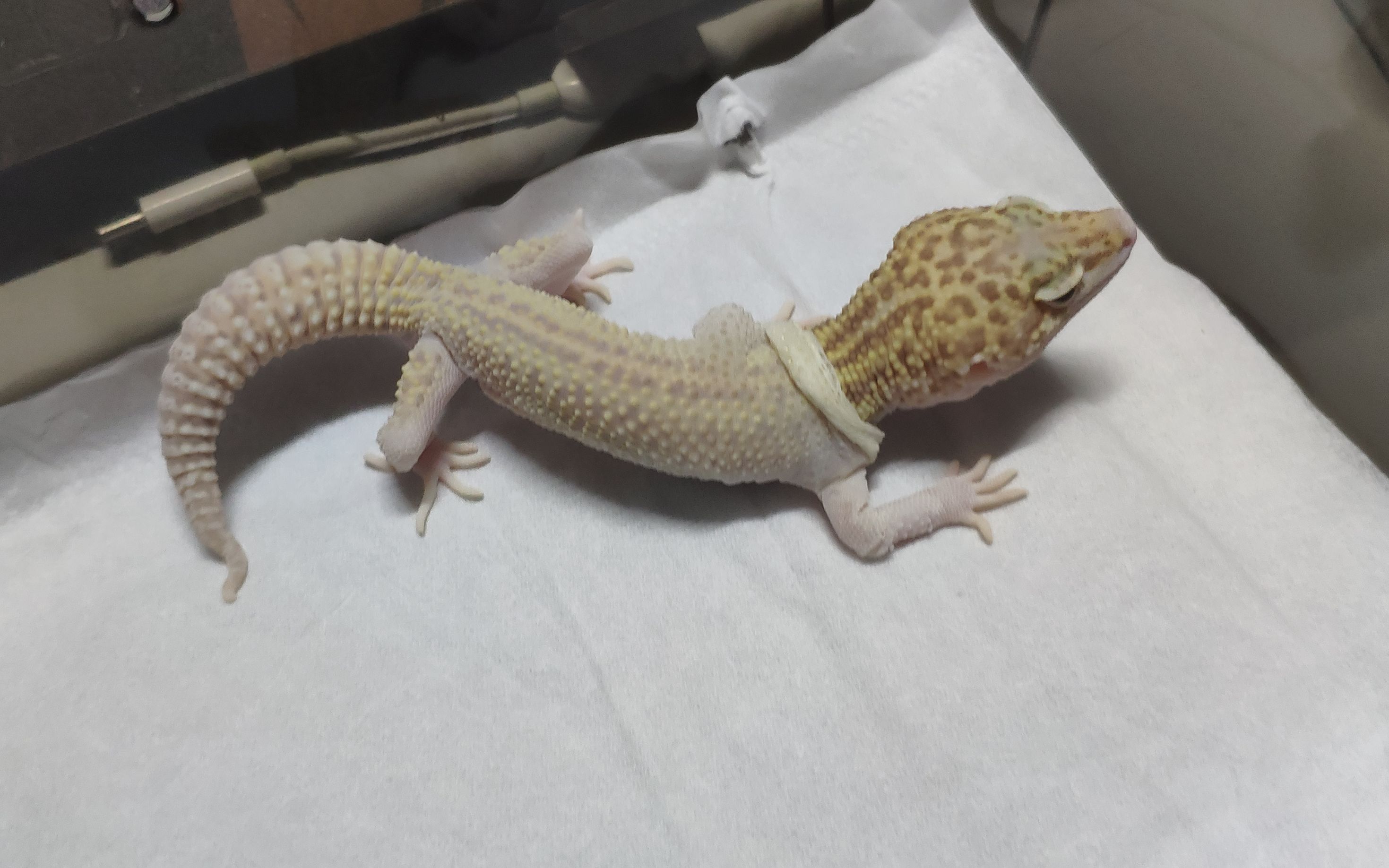 【守宫】记录一次守宫蜕皮