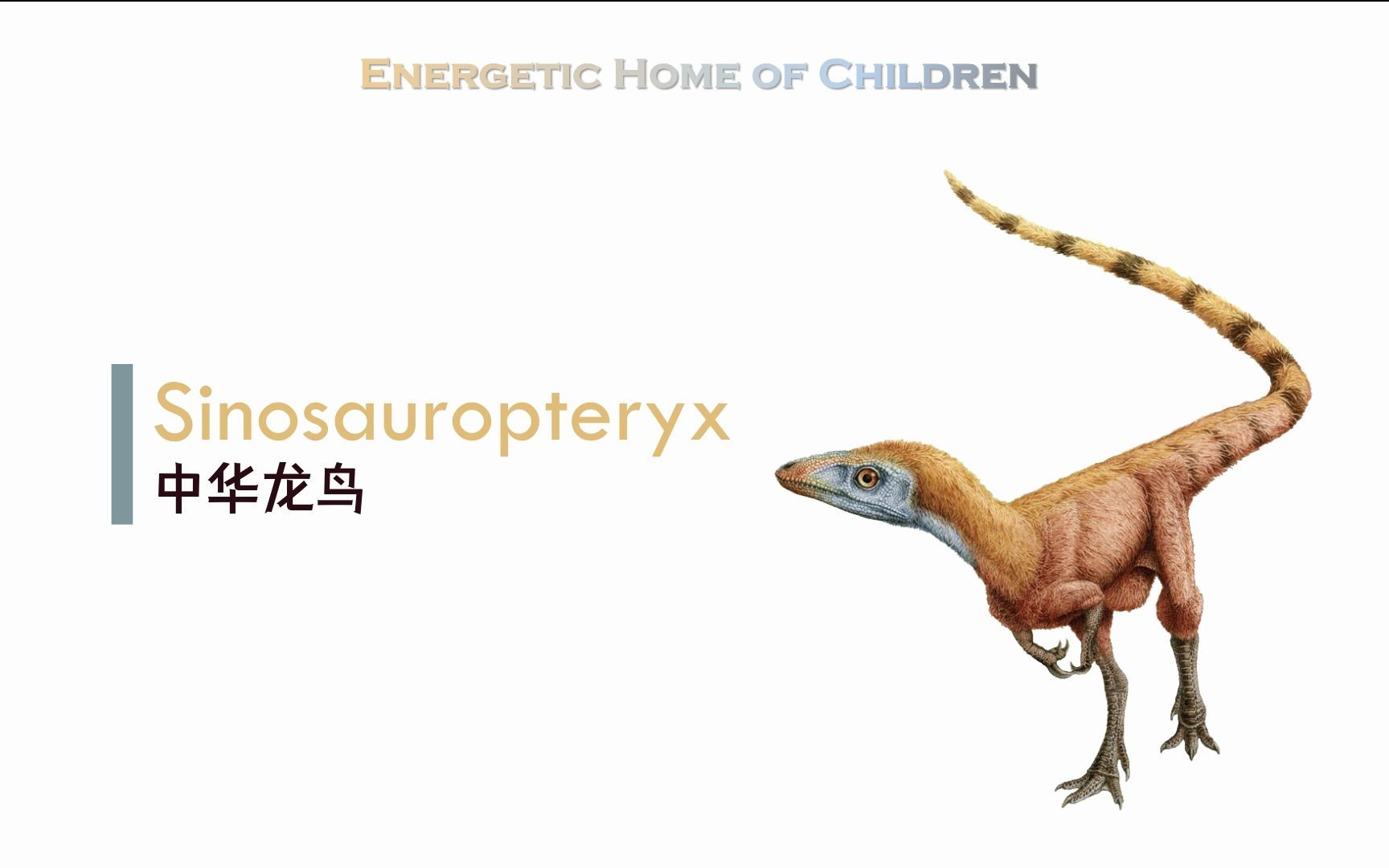 【自制/英語】恐龍小百科 26 sinosauropteryx 中華龍鳥_嗶哩嗶哩